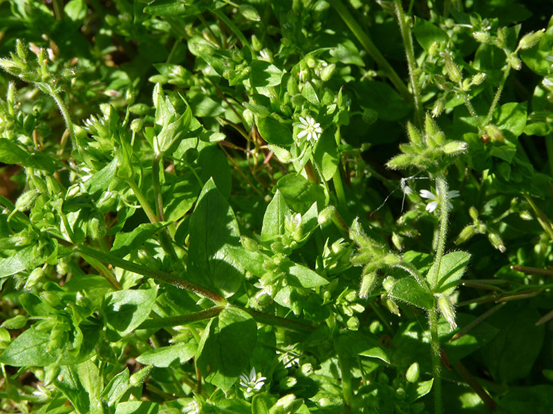 Stellaria media / Centocchio comune
